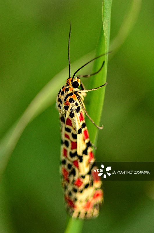 叶子上昆虫的特写，土耳其图片素材