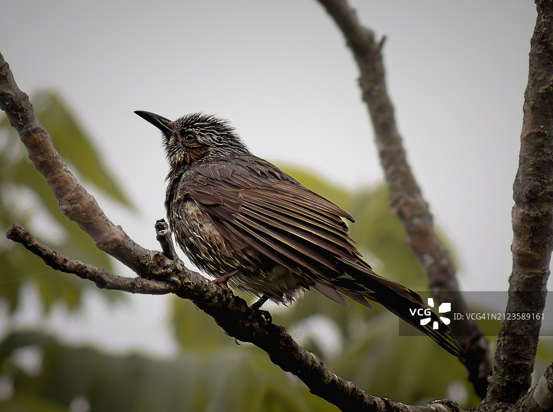 低角度拍摄：热带鸟类栖息在树枝上图片素材