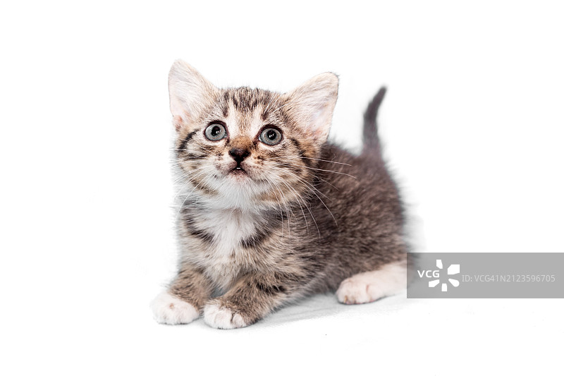 坐在白色背景前的猫的肖像图片素材