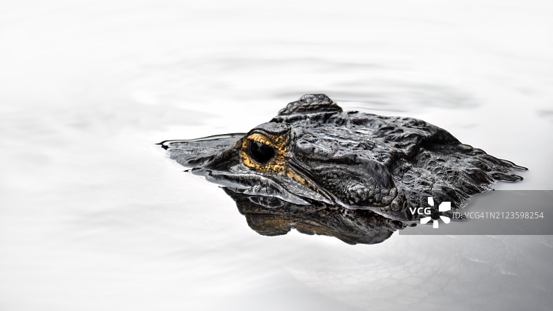 美国佛罗里达州湖中青蛙的特写图片素材