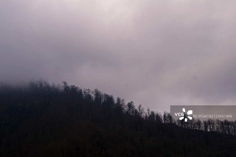 天空映衬下的森林美景图片素材