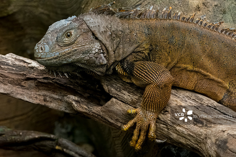 加拉帕戈斯陆鬣蜥在树干上特写，美国俄克拉荷马州塔尔萨图片素材