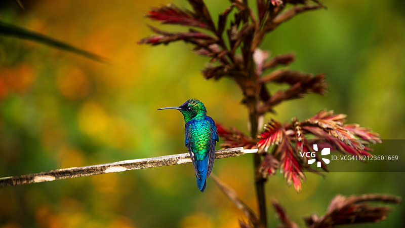 热带蜂鸟栖息在植物上的特写图片素材