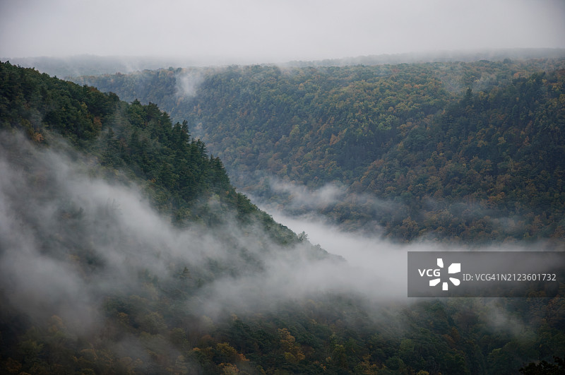 宾夕法尼亚州井士伯勒森林树木高角度视图图片素材