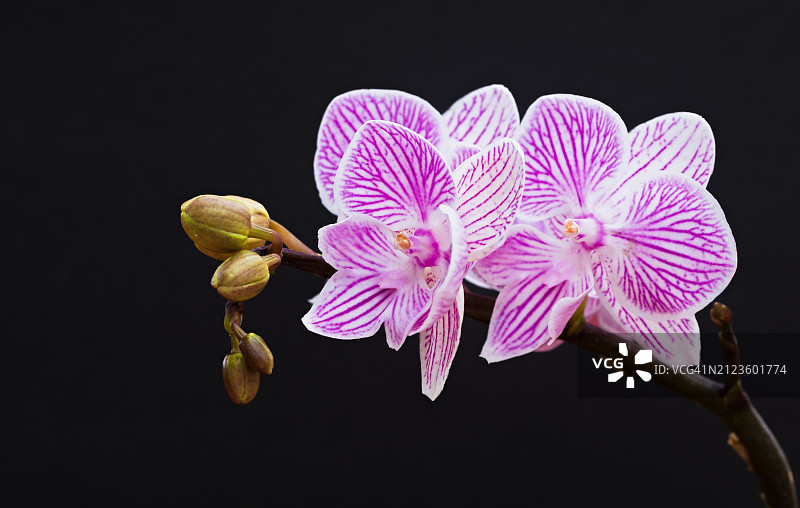 黑色背景下的粉色兰花特写，中国图片素材