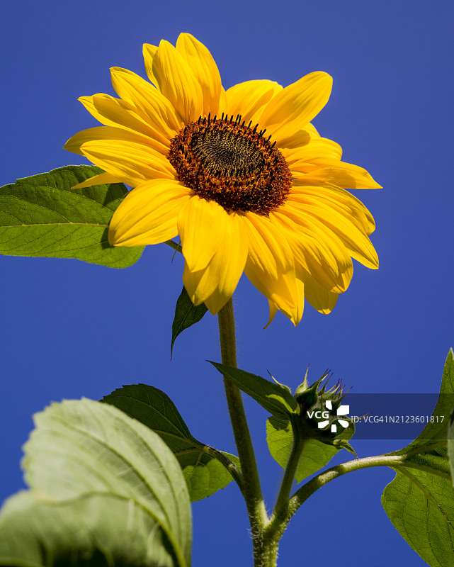 多伦多晴朗蓝天下向日葵的仰视角度（加拿大安大略省）图片素材
