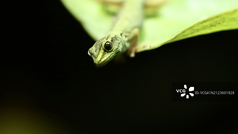 英国邓斯特布尔植物上的壁虎特写图片素材