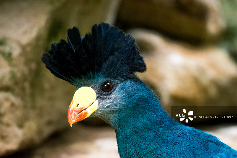 椋鸟特写，威奇托，堪萨斯州，美国图片素材