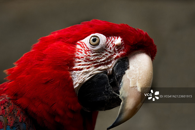 绿色特写：俄克拉何马州塔尔萨，美国图片素材