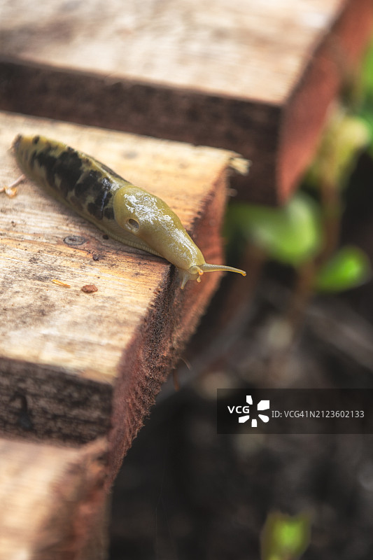 木头上的昆虫特写图片素材