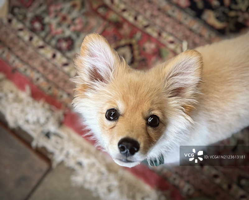 高角度拍摄：博美犬在澳大利亚西澳大利亚州唐尼布鲁克的道路上图片素材