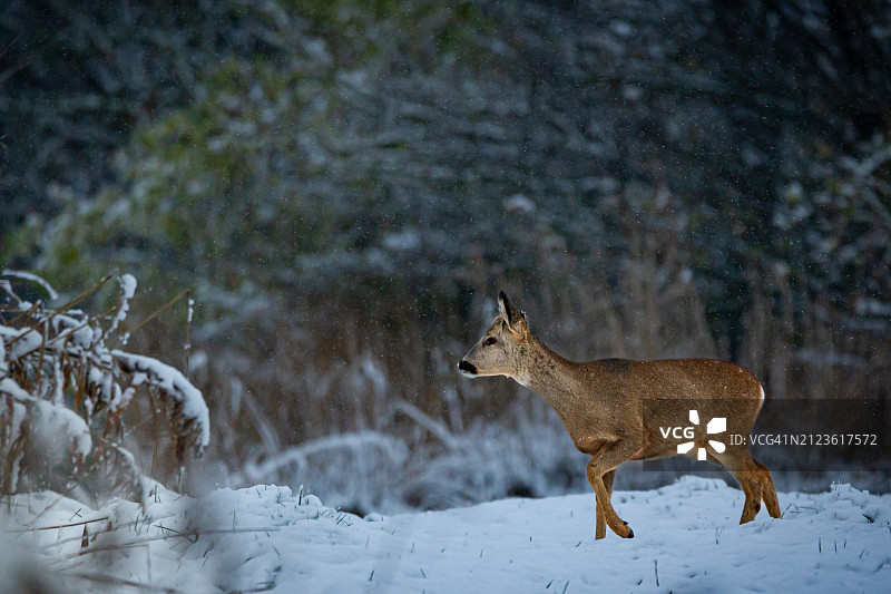 德国雪地上的白色动物侧视图图片素材