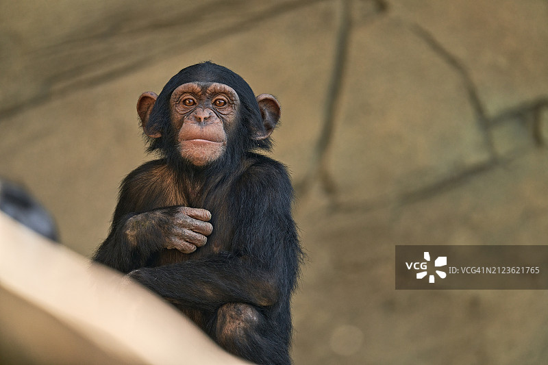 猴子坐在岩石上的肖像图片素材
