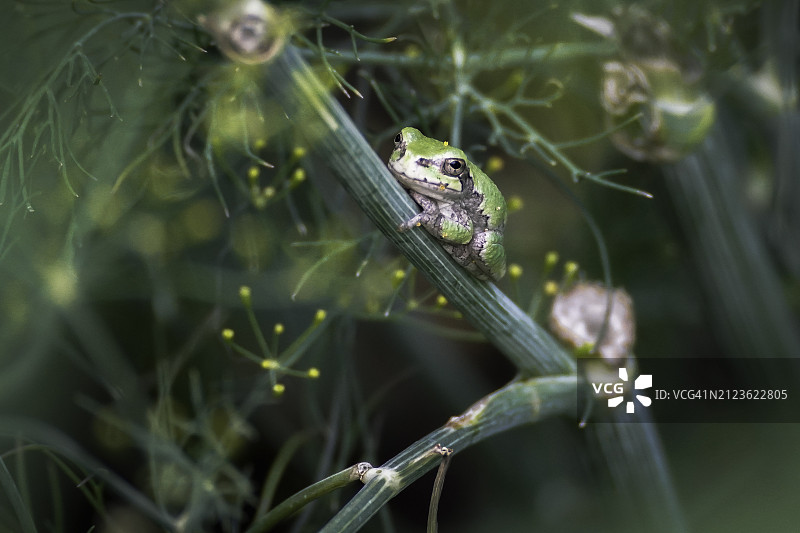 蜥蜴在植物上的特写图片素材