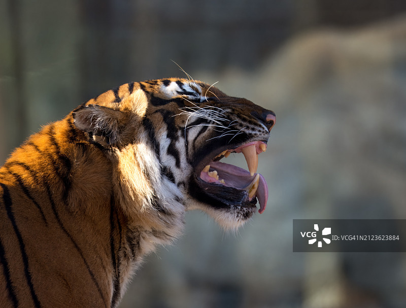苏门答腊虎的特写，美国俄克拉荷马州塔尔萨图片素材