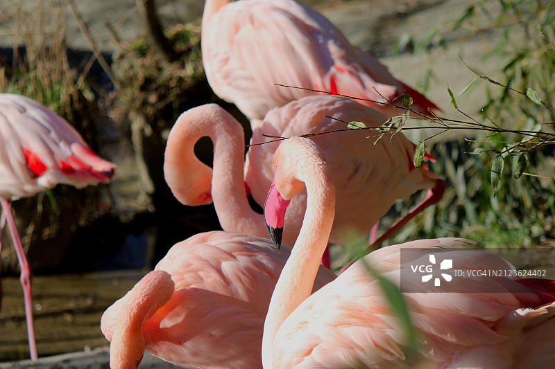 火烈鸟的特写图片素材