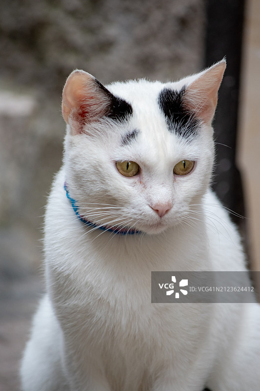 猫的近距离肖像，意大利罗马帕莱斯特里纳图片素材