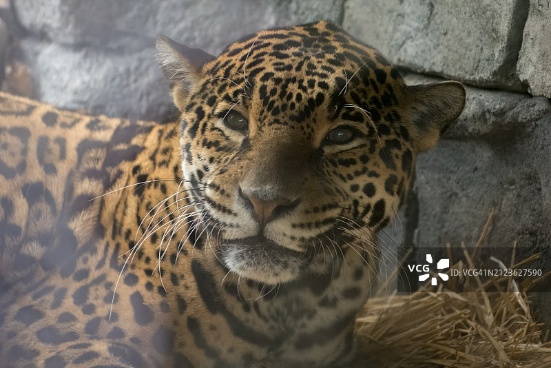 豹的特写，塔尔萨，俄克拉荷马州，美国图片素材