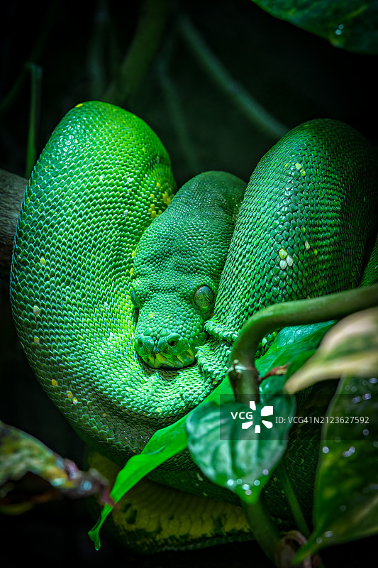 植物上的绿蟒特写，伍珀塔尔，德国图片素材