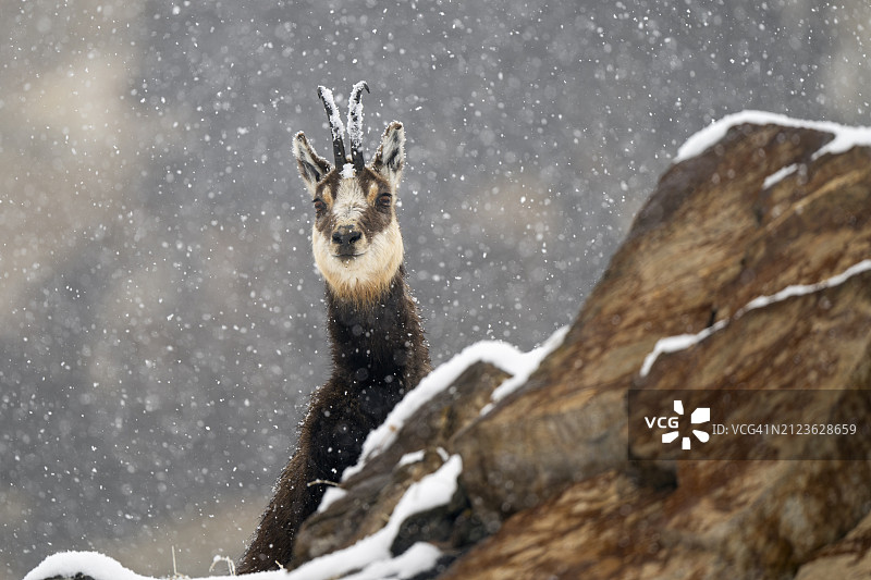 站立在雪地上的鹿的画像，意大利瓦尔萨瓦雷恩切图片素材