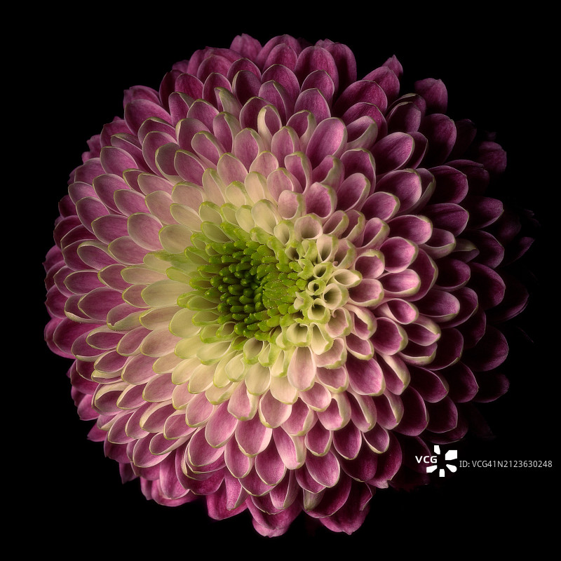 黑色背景下的粉色大丽花特写图片素材