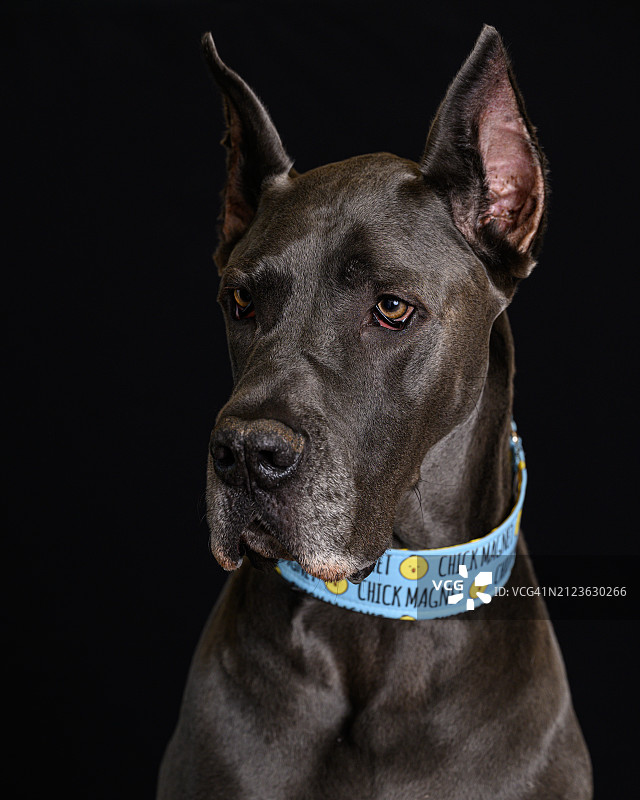 佐治亚州苏瓦尼黑色背景下大丹犬的特写图片素材