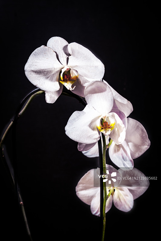 黑色背景上的白色兰花特写，美国德克萨斯州图片素材