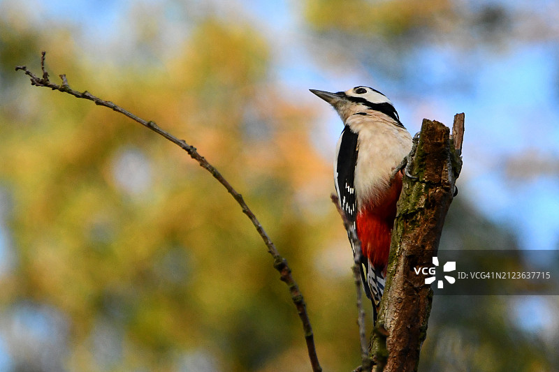 啄木鸟栖息在树枝上的特写图片素材