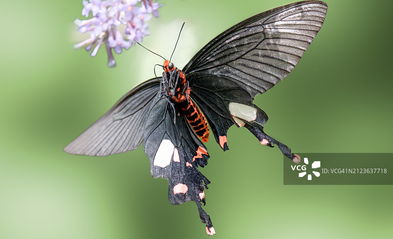 蝴蝶在花上授粉的特写图片素材
