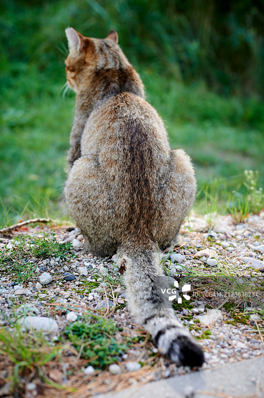 坐在田野上的猫的背影图片素材