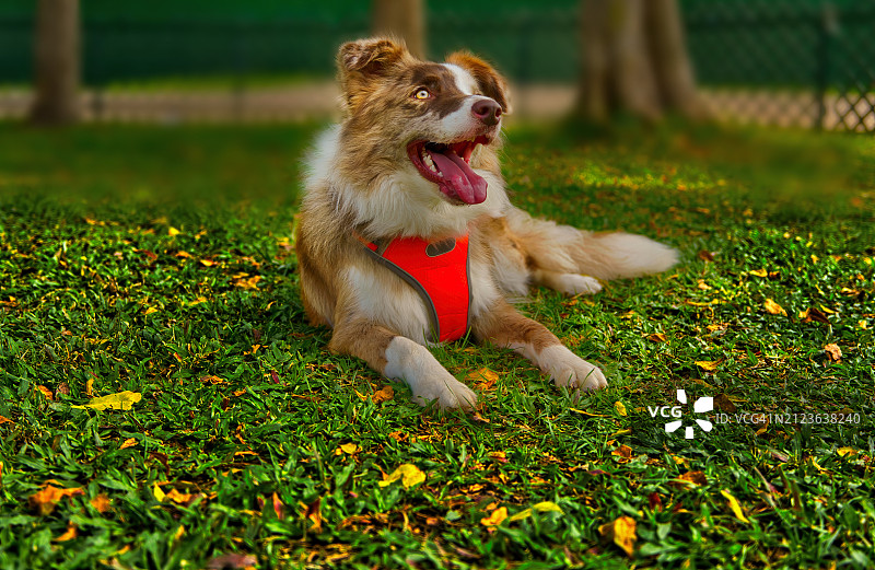特写：纯种澳大利亚牧羊犬在田野上休息图片素材