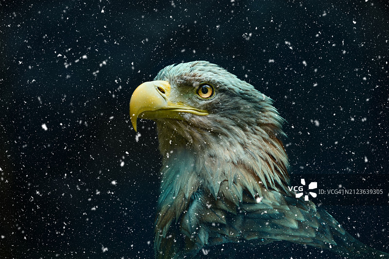 秃鹰特写，德国图片素材