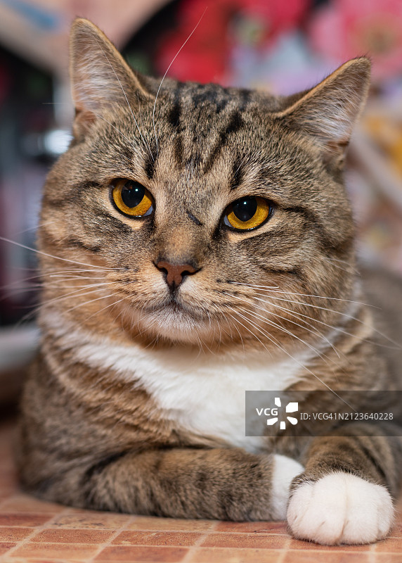 猫咪特写，俄罗斯图片素材