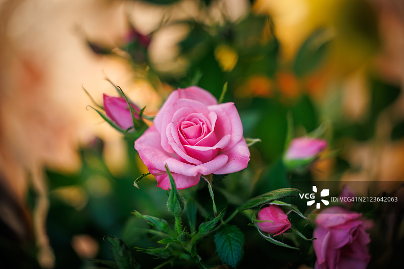 粉色玫瑰的特写图片素材