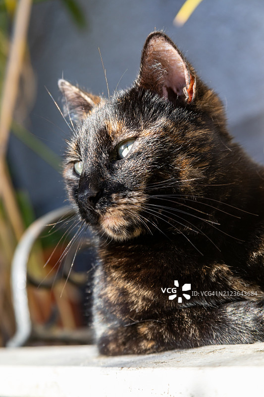 猫看向别处的特写图片素材