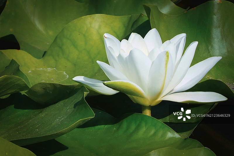 湖中荷花睡莲的特写图片素材