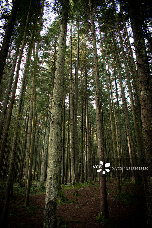 森林中竹子的低角度视图图片素材