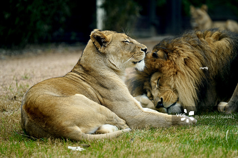 两只狮子在德克萨斯州沃斯堡休息图片素材