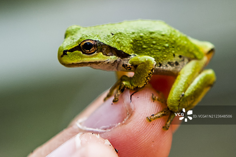 欧洲树蛙在植物上的特写图片素材