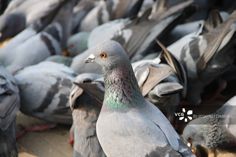 鸽子栖息在人行道上的特写镜头图片素材