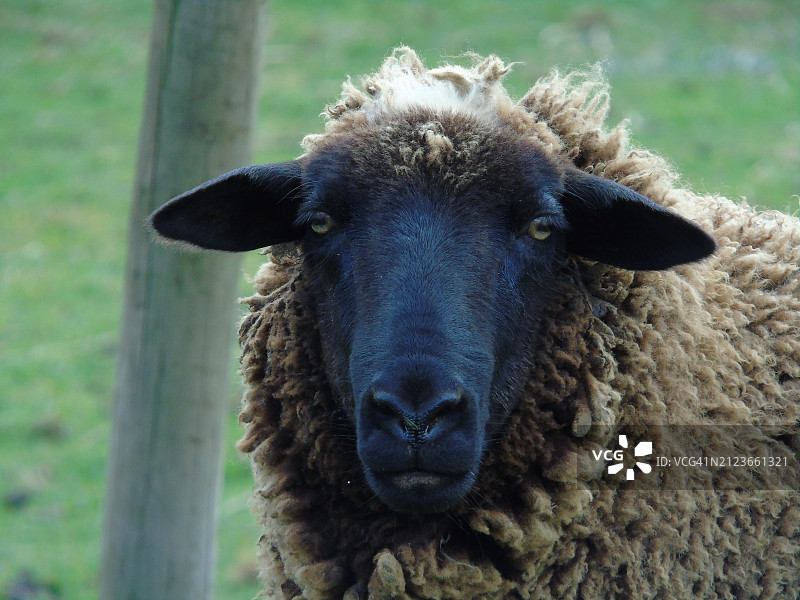 绵羊特写图片素材
