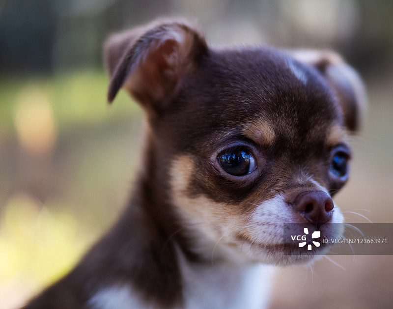 小狗特写图片素材