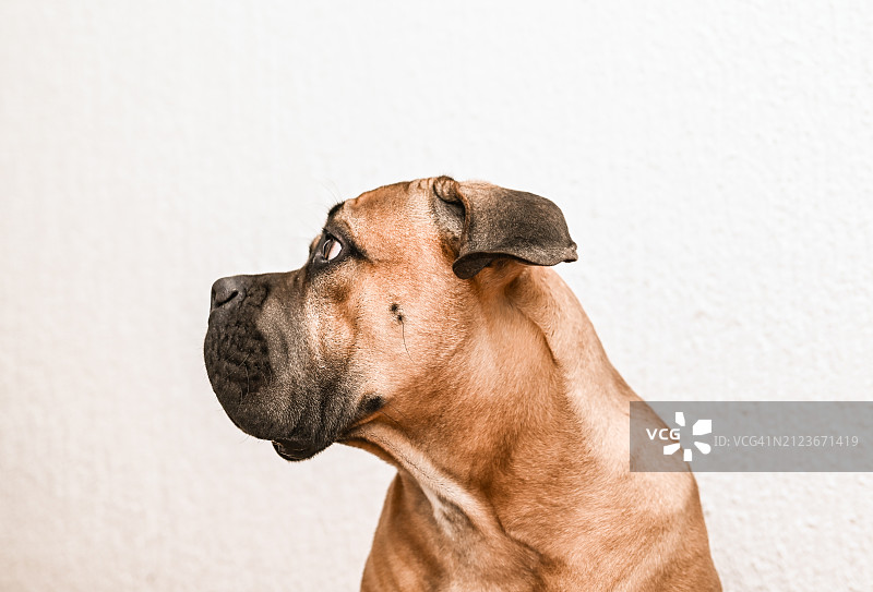 纯种獒犬靠墙远望特写图片素材