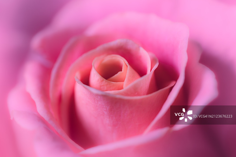 粉色玫瑰特写，韦斯特伯里，英国图片素材