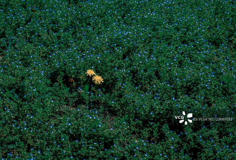 田野植物特写图片素材
