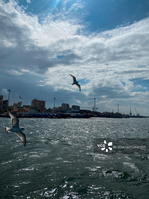 埃及：海鸥飞越海面的低角度景观图片素材