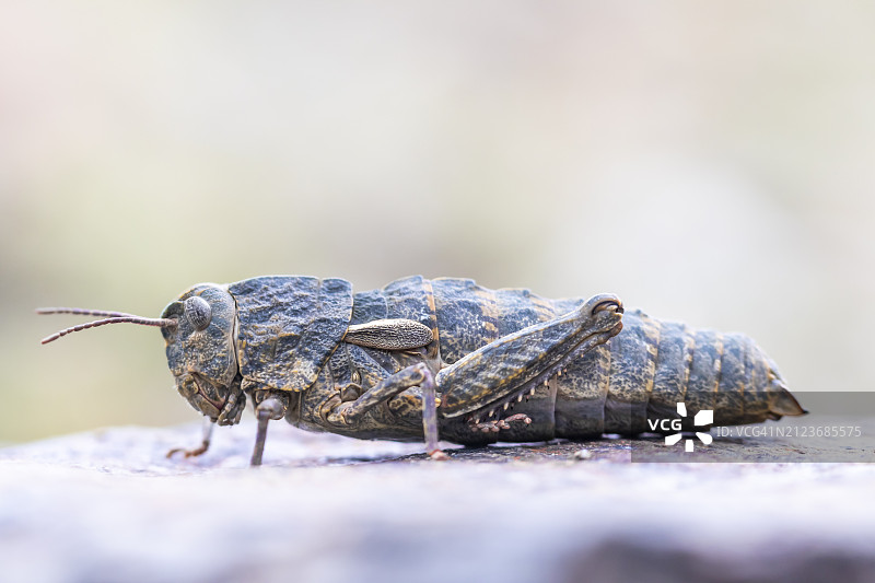 岩石上的昆虫特写图片素材