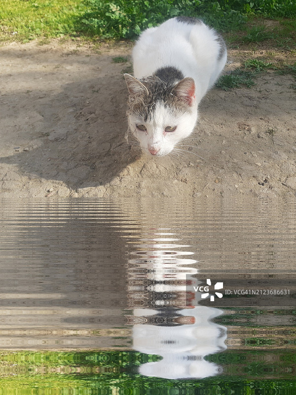 水坑上的猫高角度视图图片素材
