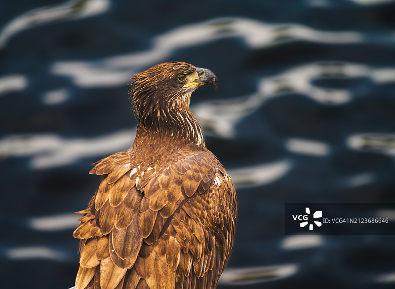 猛禽栖息在海边特写，美国马萨诸塞州梅德福图片素材