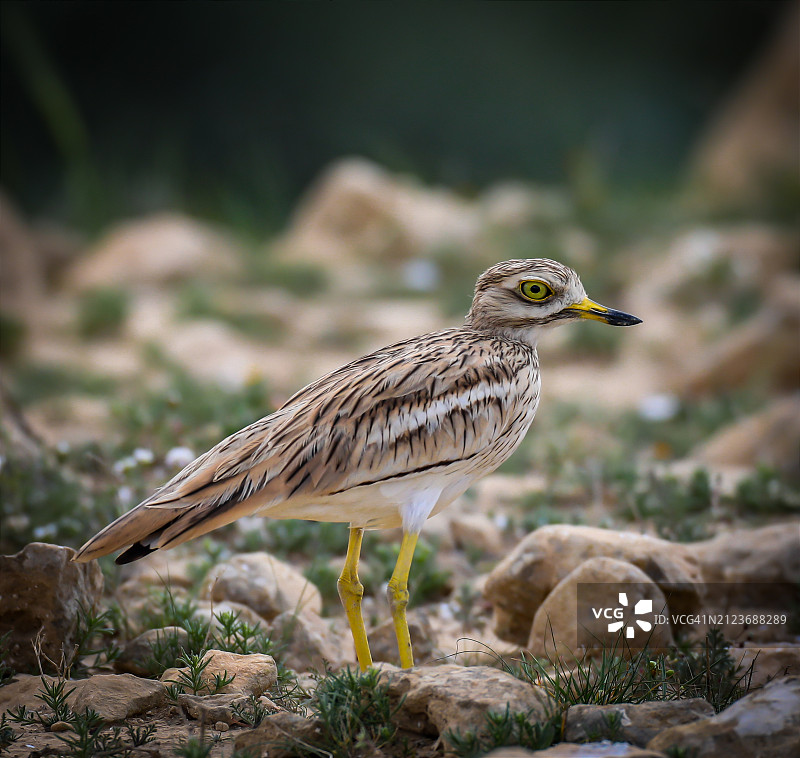 丘鹬栖息在岩石上的特写图片素材